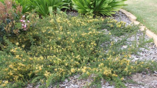 A garden bed with dense, low-growing Grevillea 'Gold Cluster' 6" Pot plants and scattered mulch, bordered by green shrubs and edged with timbers.