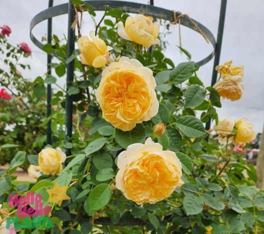 Golden Celebration Rose