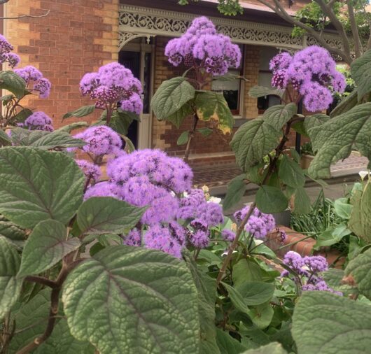 Bartlettina 'Purple Mist Flower' 10" Pot