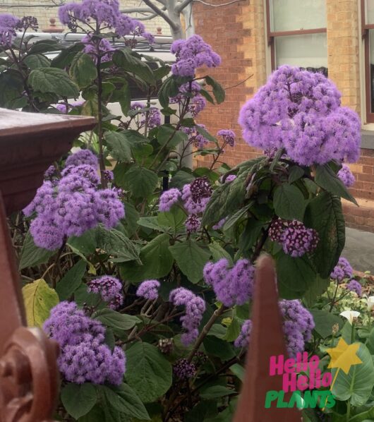 Bartlettina 'Purple Mist Flower' 10" Pot