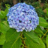 A close-up of a Hydrangea macrophylla 'Blue' bloom with green leaves, set against a blurred outdoor background with trees.