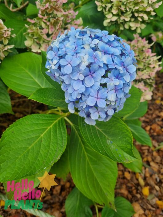 Hydrangea macrophylla 'Blue' 8" Pot