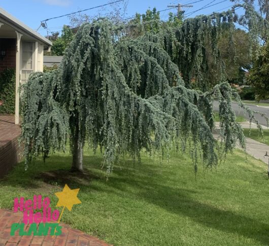 Cedrus 'Blue Cedar' Weeping 8" Pot