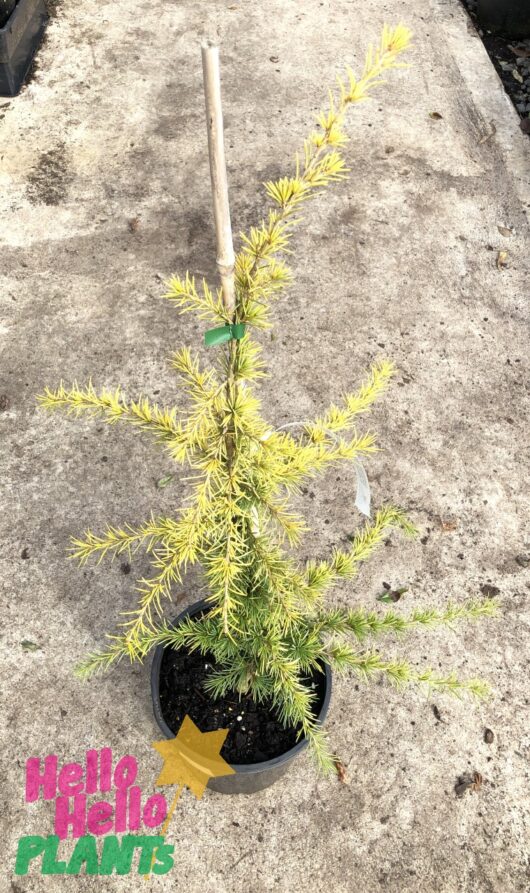 Cedrus 'Vinks Gold' 8" Pot