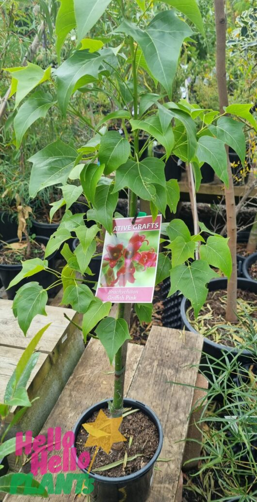 Brachychiton 'Griffith Pink' 8" Pot
