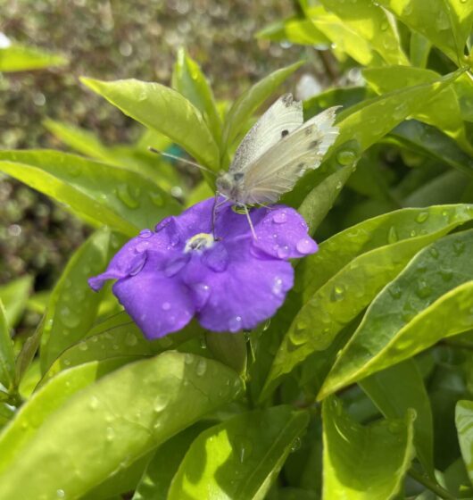 Brunfelsia 'Yesterday, Today and Tomorrow' 6" Pot
