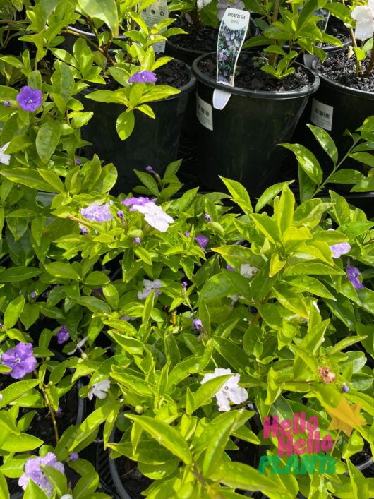 Brunfelsia 'Yesterday, Today and Tomorrow' 6" Pot