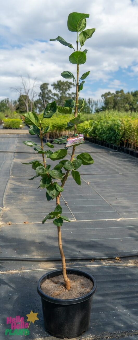 Hello Hello Plants Nursery Melbourne Victoria Australia Syringa vulgaris 'Katherine Havenmeyer' Lilac 33cm Pot