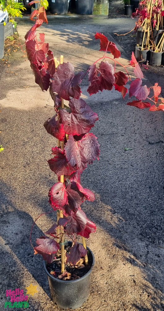 Vitis vinifera 'Ornamental Grape Vine' 8" Pot