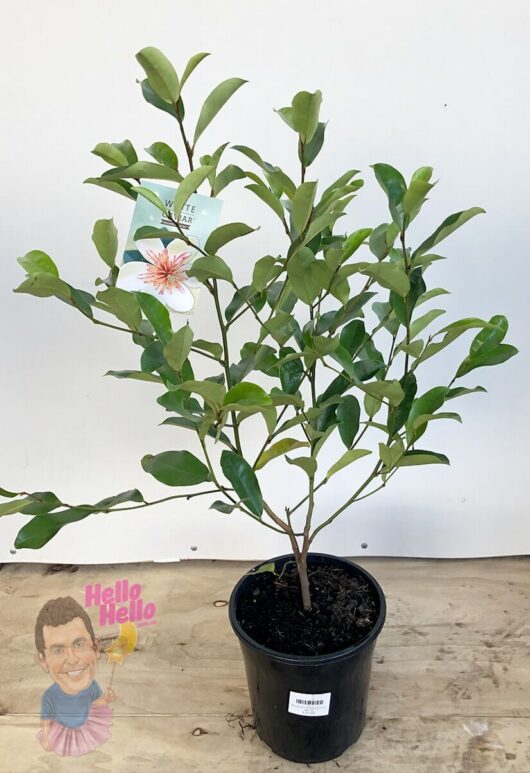 Hello hello plants Michelia Magnolia laevifolia x figo Caviar white 8in Pot