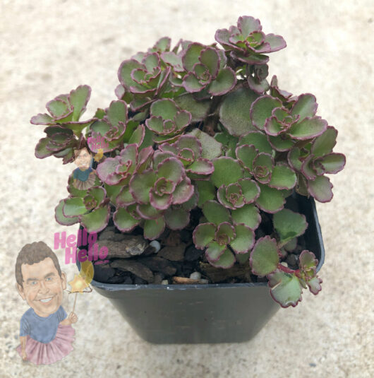 Rainbow Fairy Cushion Sedum in a 3" black pot with purple-green fleshy leaves, decorated with two small novelty signs featuring cartoon faces and the word "hello.