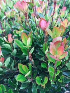 Rhaphiolepis 'Little Bliss' Indian Hawthorn 7" Pot, features green and red leaves close-up, showcasing the vibrant foliage colors with a blurry background.