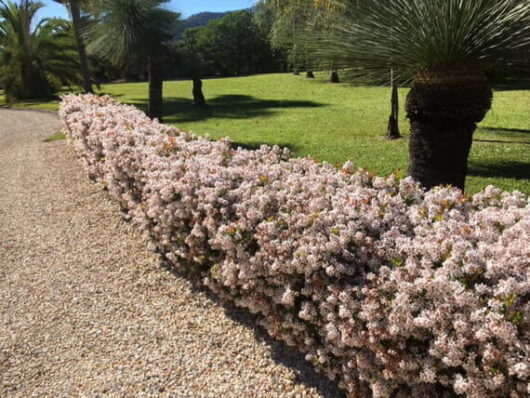 A low hedge of blooming Rhaphiolepis 'Little Bliss' Indian Hawthorn lines a gravel pathway in a sunny park with palm trees and lush grass.