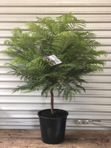 Jacaranda Bonsai Blue 10" Pot