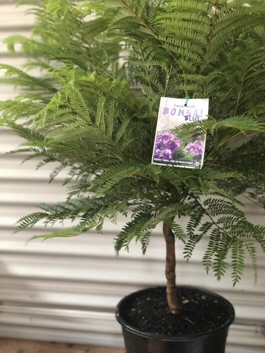 A Jacaranda 'Bonsai Blue' (PBR) 10" Pot with a book titled "Blue" perched in its branches against a corrugated metal background.