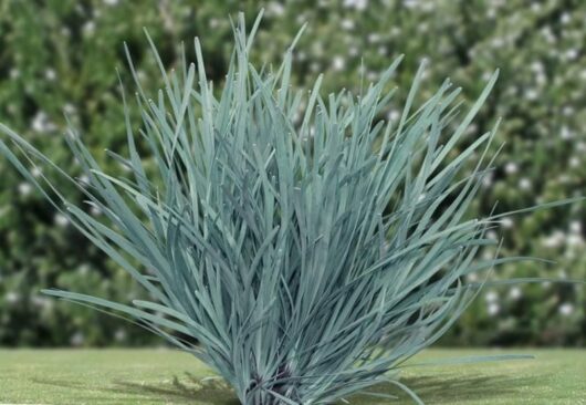 Lomandra 'Savanna Blue™' 6" Pot