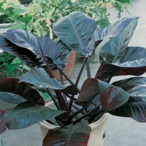 A Philodendron 'Black Cardinal' 8" Pot with large, glossy, dark green leaves, positioned in a garden setting.