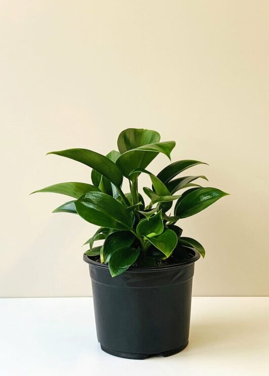 A vibrant Philodendron 'Green Princess' 4'' Pot with glossy leaves, in a 4'' black pot, against a plain light beige background.
