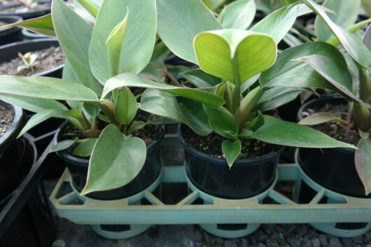 Small potted Philodendron 'Green Princess' 4'' Pot plants with green, glossy leaves in a nursery tray, positioned in an outdoor setting.