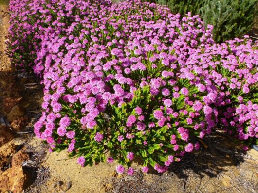 Vibrant purple Pimelea 'Magenta Mist' Rice Flowers blooming densely on low shrubs in a sunny, soil-rich outdoor setting.