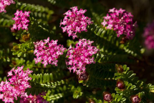 Clusters of vibrant pink Pimelea 'Magenta Mist' Rice Flowers blooming on dark green, fern-like foliage in bright sunlight.