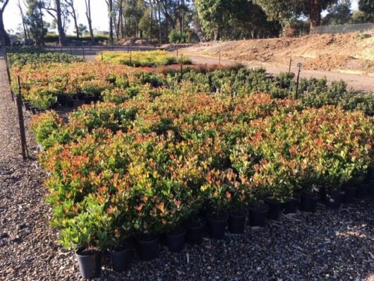 Rows of potted plants at a nursery with a variety of green and red Rhaphiolepis 'Little Bliss' Indian Hawthorn 7" Pot and Indian Hawthorn shrubs under sunlight, with trees in the background.