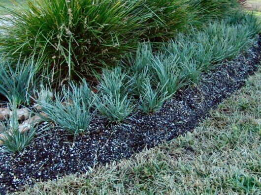 A neatly arranged garden bed with black mulch, small Lomandra 'Savanna Blue™' plants in front, and a larger bushy plant behind on a grassy lawn.