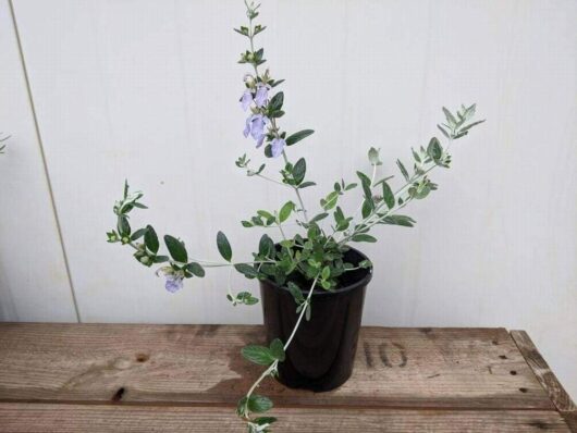 A vibrant Teucrium fruticans 'Tree Germander' in a 6" pot sits elegantly, with its lush green leaves and delicate purple flowers creating a striking contrast against the plain white background on the wooden surface.