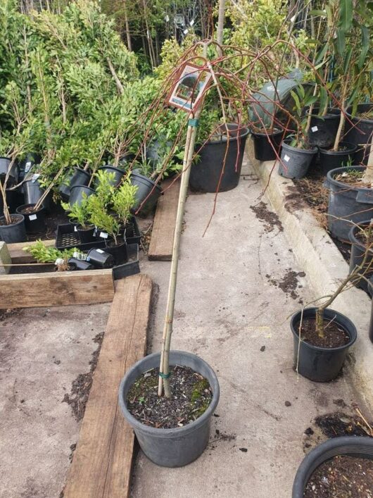 A potted, young Salix 'Celtic Cascade' 12" Pot 1.5m with a thin trunk and sparse branches, standing on a concrete surface among other potted plants in an outdoor garden center.