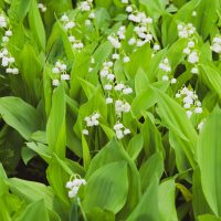 A cluster of lily of the valley with broad green leaves and small white bell flowers pairs beautifully with Geranium 'Rozanne' PBR for a charming garden display.
