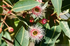Close-up of Corymbia 'Precious' Dwarf Gum 8" Pot tree blossoms and leaves, featuring white flowers with many stamens and red buds against green foliage.