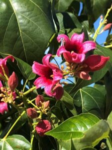 Vibrant Brachychiton 'Griffith Pink' 8" Pot flowers with lush green leaves under a clear blue sky.