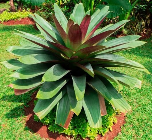 Bromeliad Imperial Purple Alcantarea