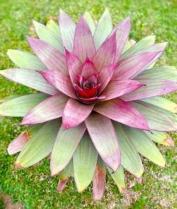 bromelias hawaiian red alcantarea