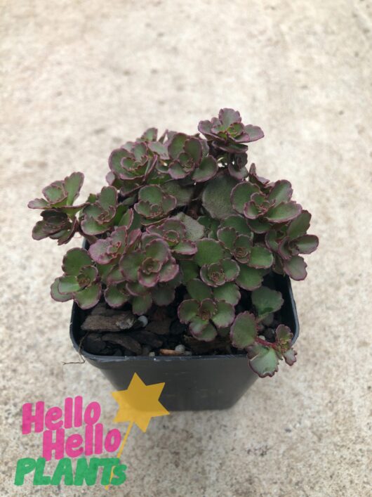 Sedum 'Chocolate Fairy Cushion' 3" Pot