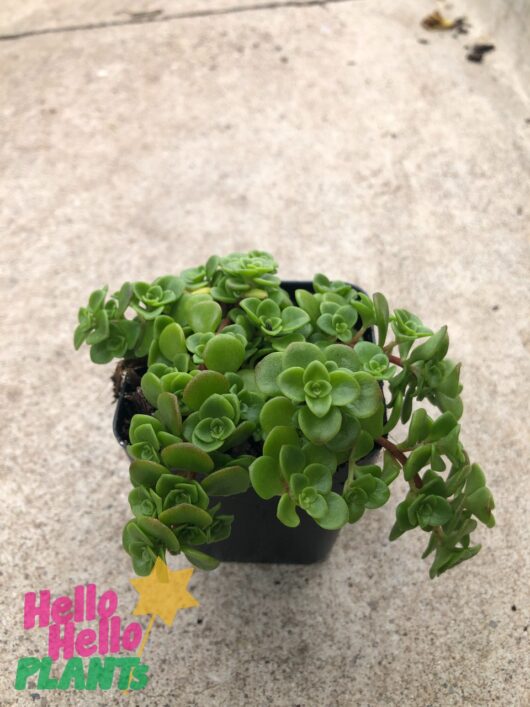 Sedum 'Green Fairy Cushion' 3" Pot