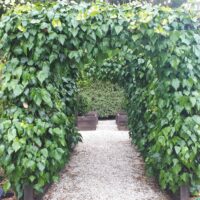 Hedera 'English Ivy' 8" Pot
