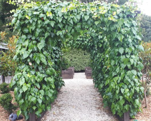 Hedera 'English Ivy'