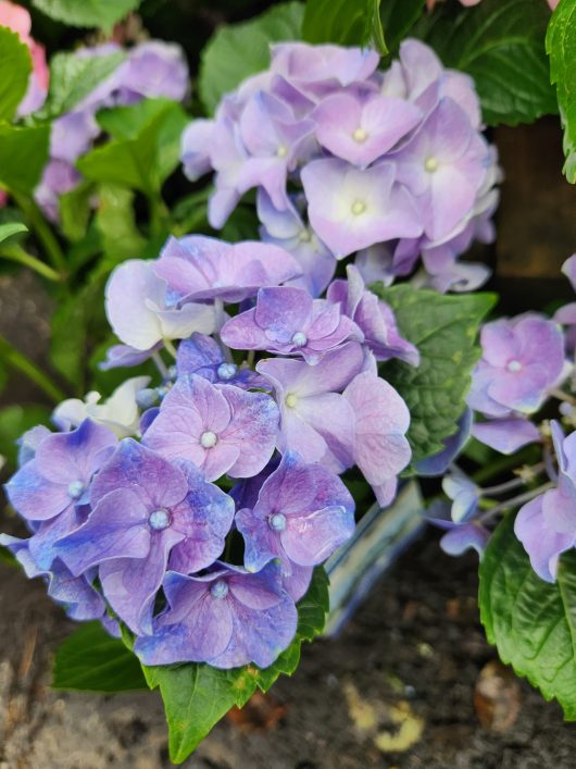 hydrangea macrophylla blue flowers mauve coloured