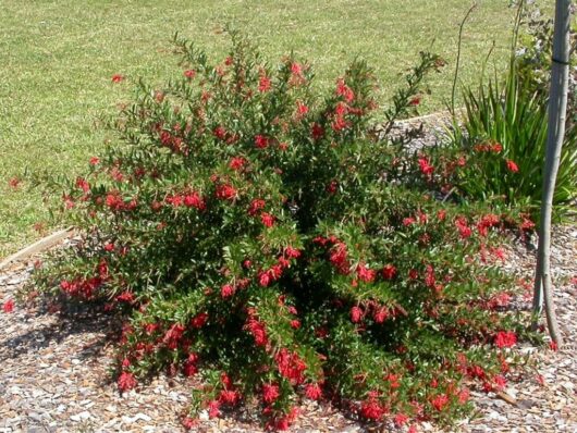 A lush green Grevillea 'Lady O' (PBR) 6" Pot shrub with bright red flowers in a sunlit garden, surrounded by scattered stones and a grassy background.