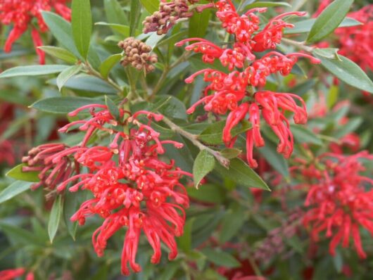 Vibrant red Grevillea 'Lady O' (PBR) 6" Pot flowers with green foliage, showcasing intricate petal details and emerging buds.