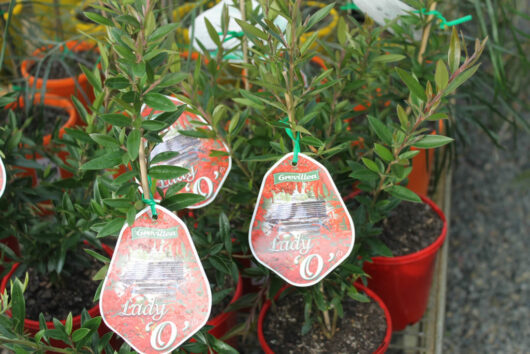 Potted Grevillea 'Lady O' (PBR) plants in 6" pots with informational tags, displayed for sale at a garden center.