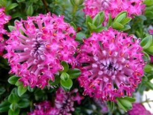 Close-up of two pink Pimelea 'Magenta Mist' Rice Flower 6" Pot flowers with detailed stamens surrounded by green leaves.