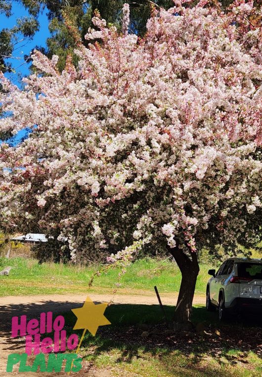 Malus floribunda 'Japanese flowering Crab Apple'