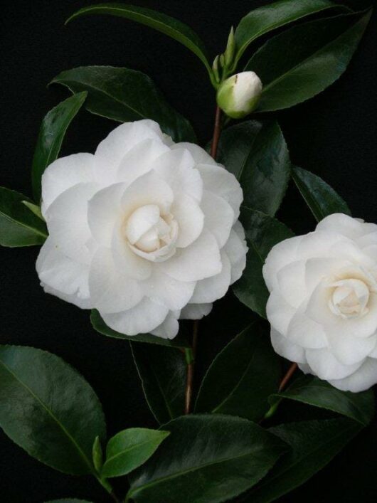 Two white Camellia japonica 'Pope John XXIII' 8" Pot flowers with lush green leaves on a dark background.