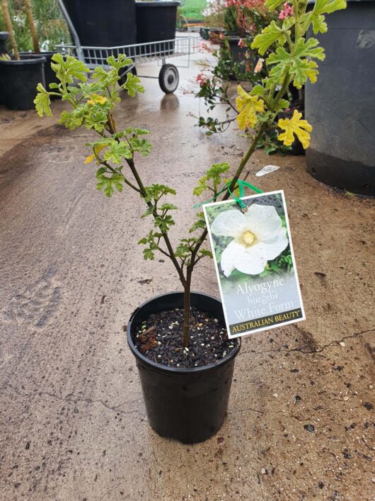 A small Alyogyne Native Hibiscus 'White' plant, labeled as "Australian beauty," in a 6" black pot on a wet surface with other plants in the background.