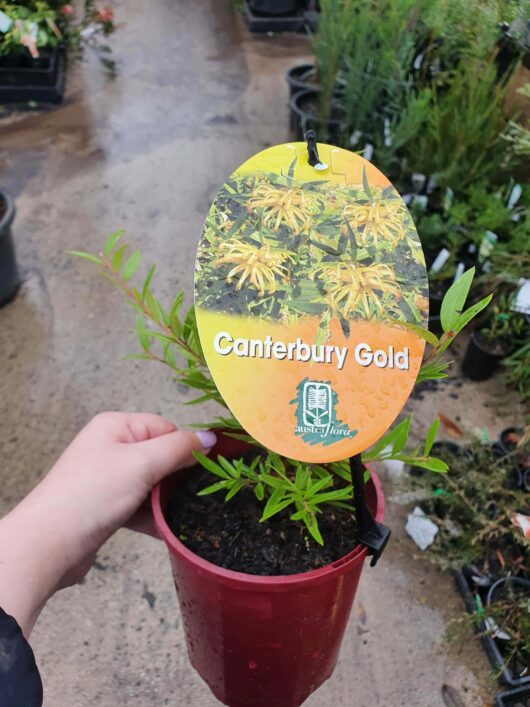 A hand holding a potted Grevillea 'Canterbury Gold™' 6" Pot labeled "canterbury gold" with a tag showing the plant and details in a nursery.