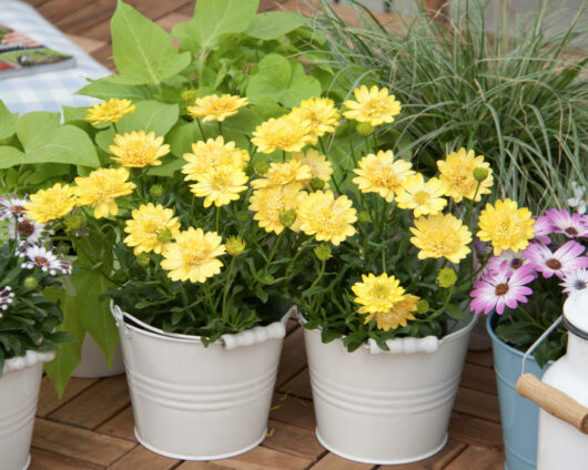 Various potted flowers including yellow chrysanthemums and the Osteospermum '3D Yellow™' African Daisy 6" Pot displayed on a wooden surface.