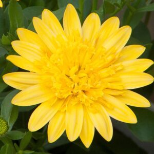Close-up of a vibrant yellow Osteospermum '3D Yellow™' African Daisy 6" Pot with detailed petals and a green leafy background.