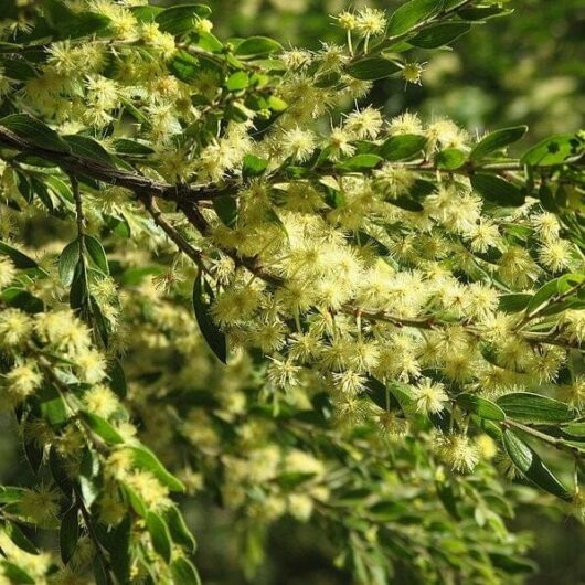 Close-up of an Acacia 'Sticky Wattle' 6" Pot tree with clusters of bright yellow flowers and green leaves, under sunlight.